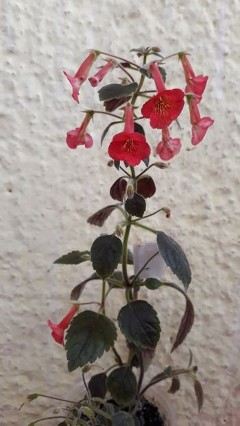  - P21 - Dutch Treat xA