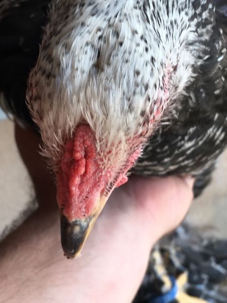 35070A4D-0D8F-460B-895D-D0C814ADCB4B - BHÎ Tineret 2018