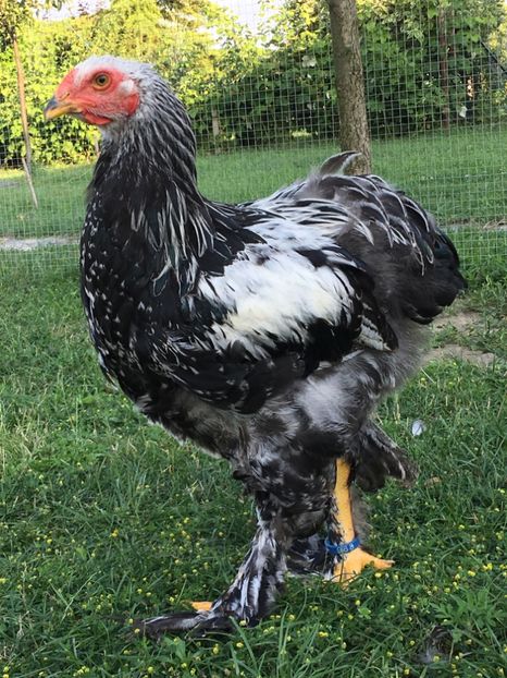 Cam suspicios.. - BHÎ Tineret 2018