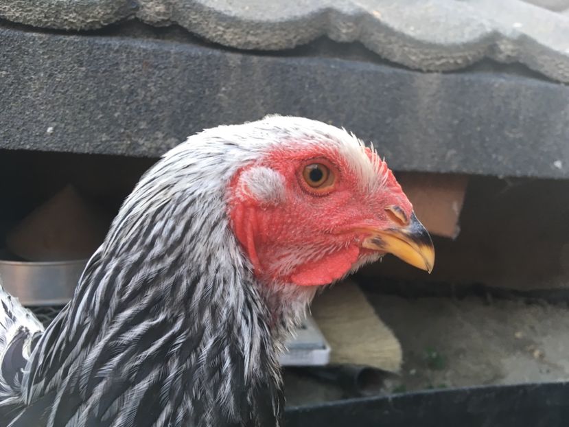 86B799ED-49EA-481B-915F-19CBA9F25231 - BHÎ Tineret 2018