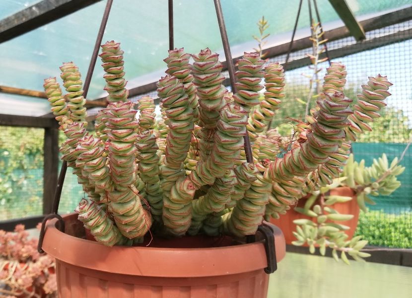 Crassula rupestris ssp. marnieriana - Crassula