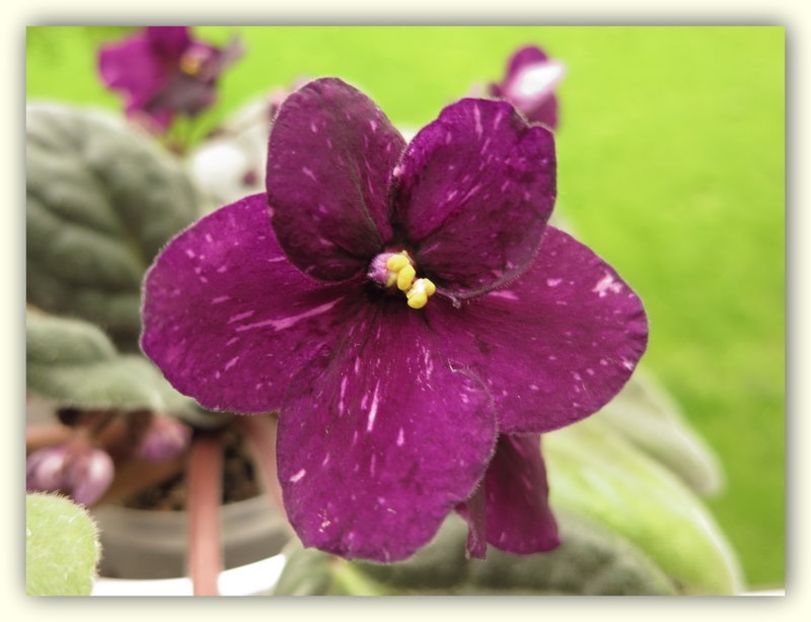 poza net - Fisher s Leon