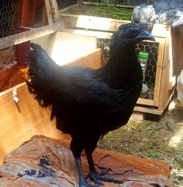  - Ayam Cemani