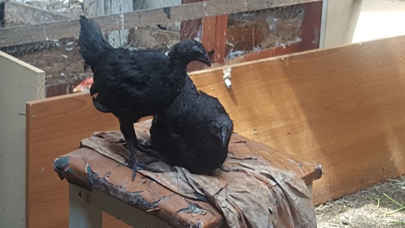  - Ayam Cemani