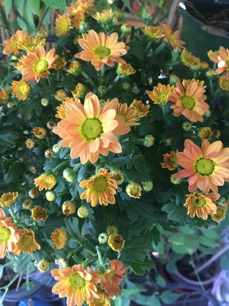 Kaufland 18.08 - Crizanteme 2018