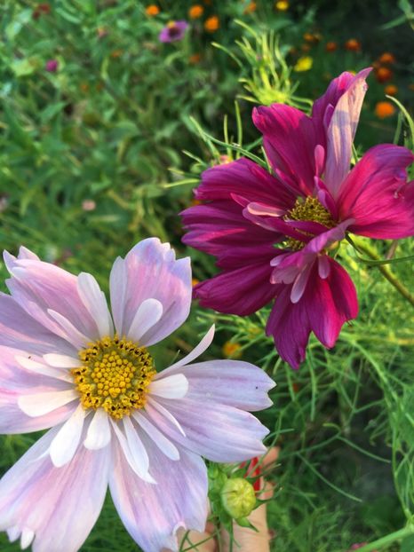 E5A79626-8680-4EDC-9A53-0F34A4F222A0 - Cosmos 2018