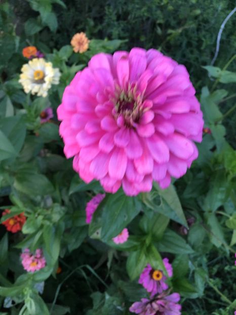 10C7D20E-8B6D-4EB3-8106-D7FE942B6874 - Carciumarese 2018