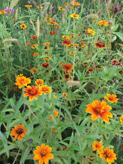 6D278620-5596-4AFE-99A1-1D53DDD0F9AA - Carciumarese 2018