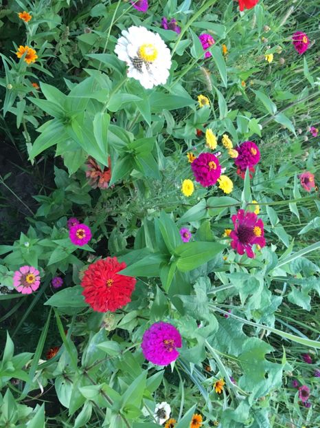 D11D8FE2-9CCE-41B3-9020-81194EF4246B - Carciumarese 2018