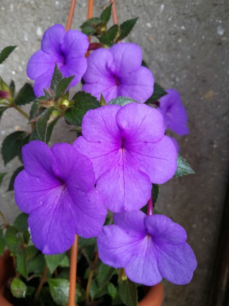  - India - iesit din colectie