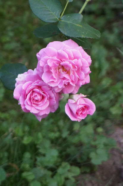 Szent Erzsébet emléke - August 2018
