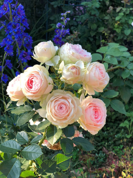 IMG-20180808-WA0003 - August 2018