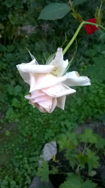  - August 2018