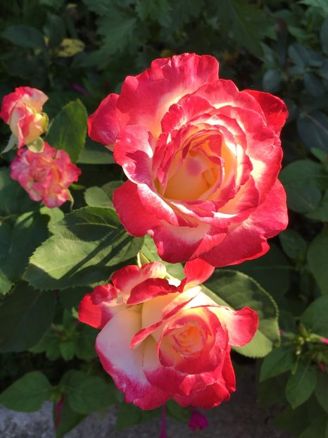 C94C290E-DC7A-4646-8491-C669BBD4EF8A - Trandafiri 2018 III