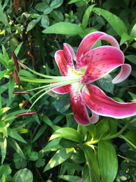 FB997D55-9127-459D-92C1-B2DDA7BB518E - Crini in gradina