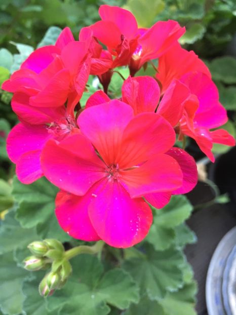 622C63B8-672F-4FAD-9CA9-E66239F4A790 - Muscate 2018