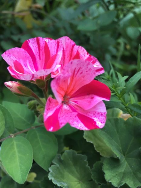 CE06BB34-2BB9-484E-944D-2F44B7494E46 - Muscate 2018