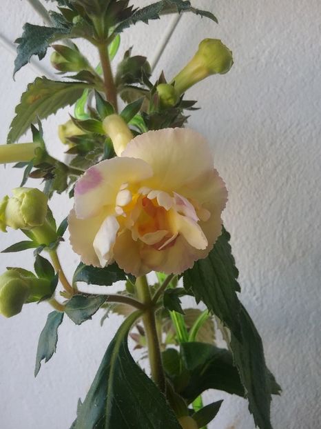 20180809_153037(0) - Yellow english rose