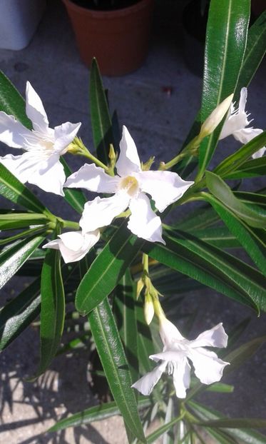 Alb simplu - Leandrii de vanzare