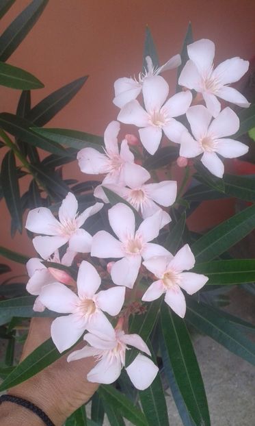 Piersicuta - Leandrii de vanzare