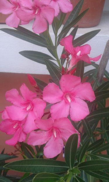 Ciclam - Leandrii de vanzare