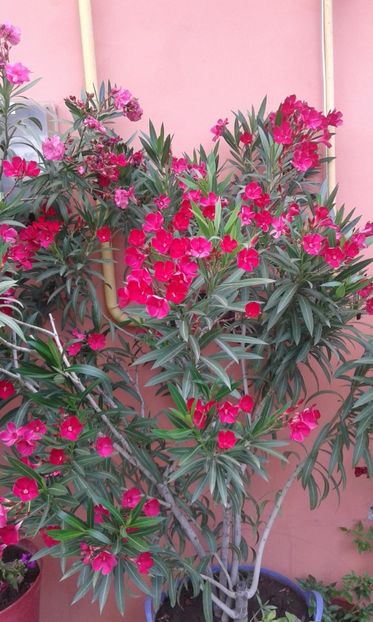 Visiniu simplu - Leandrii de vanzare