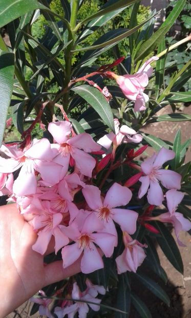 Roz simplu - Leandrii de vanzare