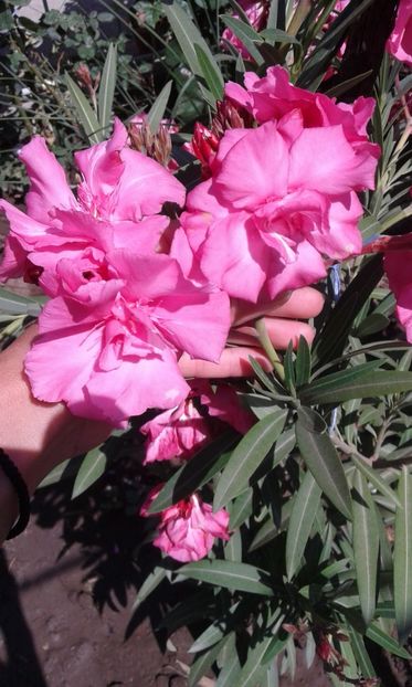 Roz batut - Leandrii de vanzare