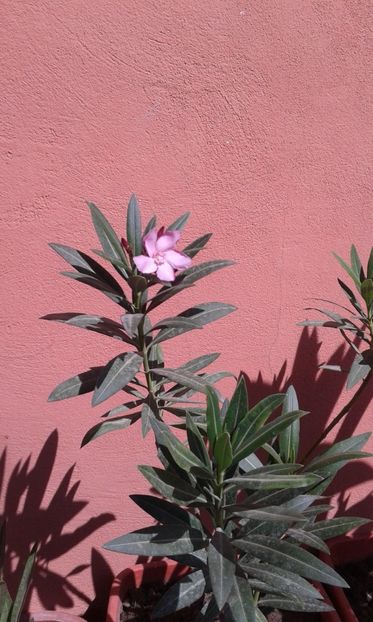 Barcelona  Lila - Leandrii de vanzare