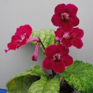 7493 - streptocarpusi 2018