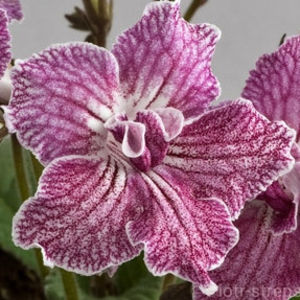 DS-Jive - streptocarpusi 2018