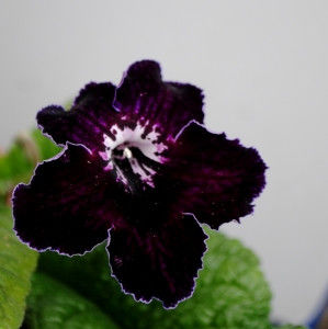 UA-Diana - streptocarpusi 2018