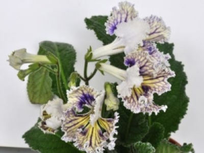 UA-OSA - streptocarpusi 2018