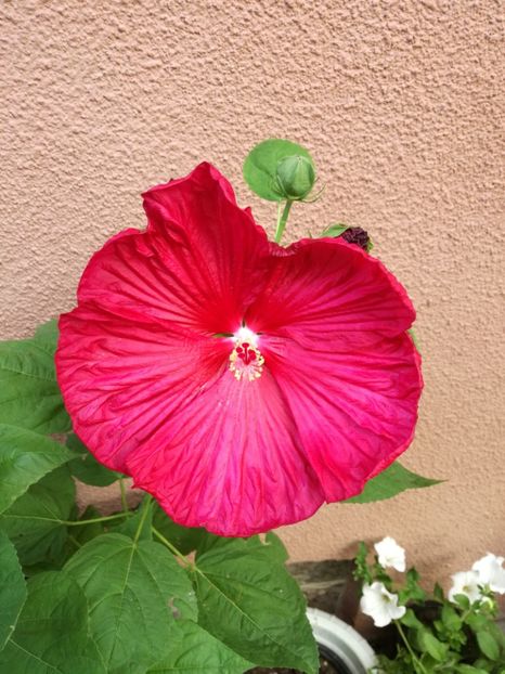 hibiscus moscheutos - hibiscus