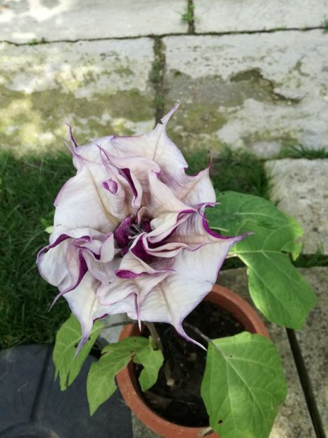 datura din seminte - flori