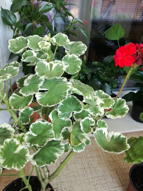 muscata achizitie recenta din hornbach - muscate