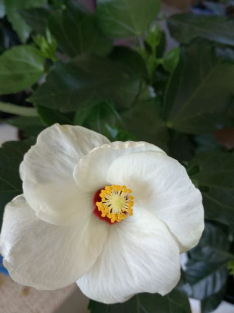 hibiscus - hibiscus