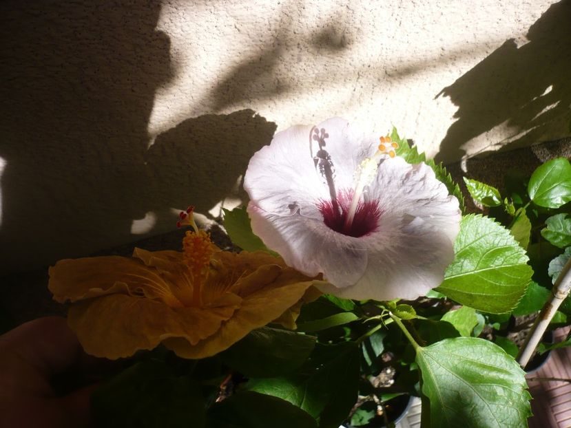 09.08.2018 - HIBISCUSI 2018-3