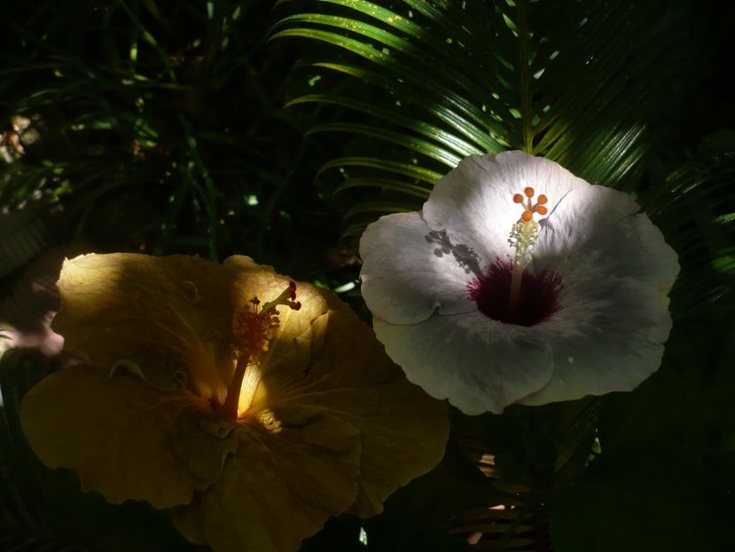 P1390368 - HIBISCUSI 2018-3