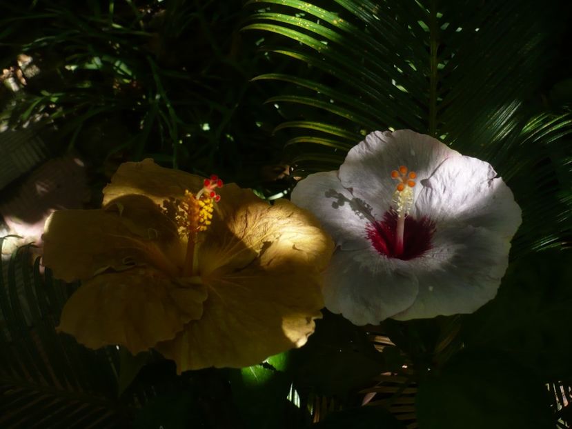 P1390369 - HIBISCUSI 2018-3