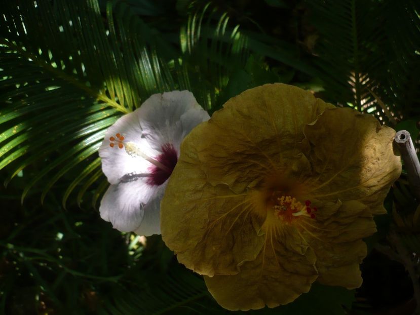 P1390370 - HIBISCUSI 2018-3