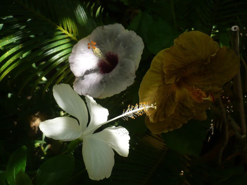 P1390371 - HIBISCUSI 2018-3