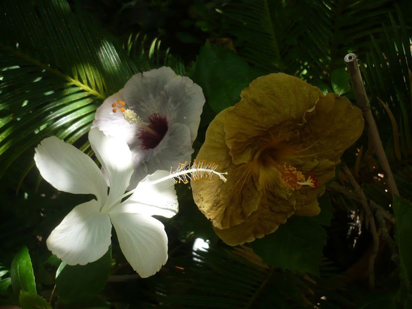 P1390372 - HIBISCUSI 2018-3