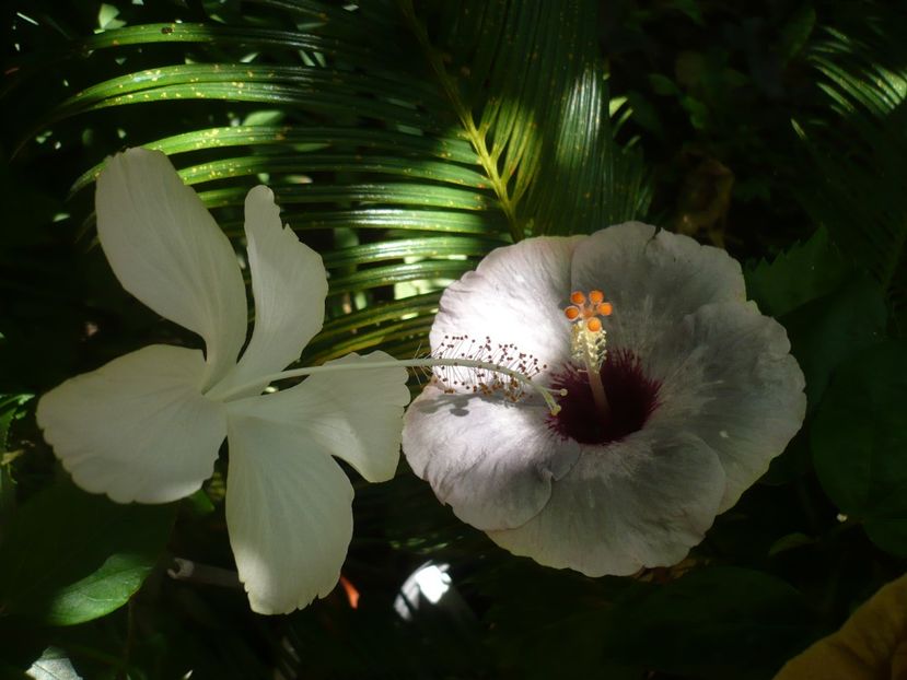 P1390373 - HIBISCUSI 2018-3