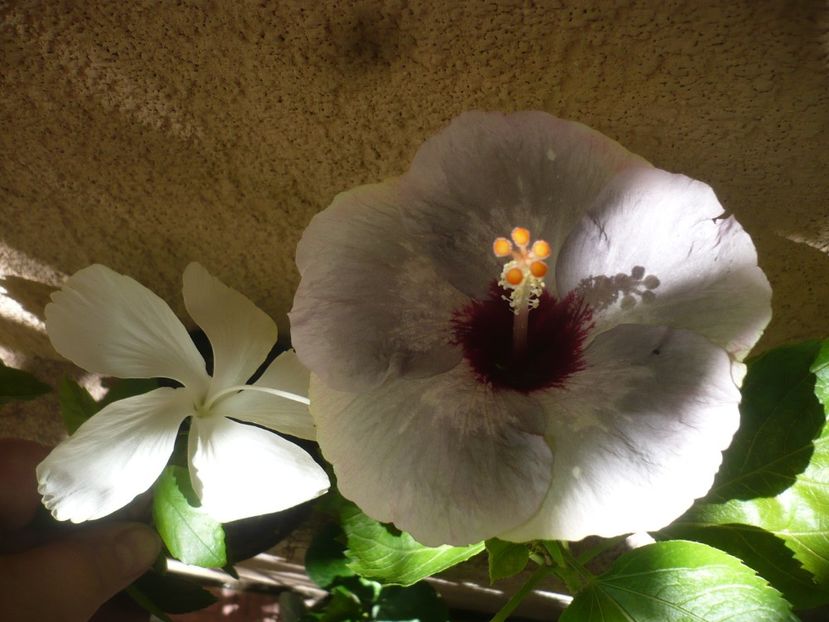 P1390374 - HIBISCUSI 2018-3