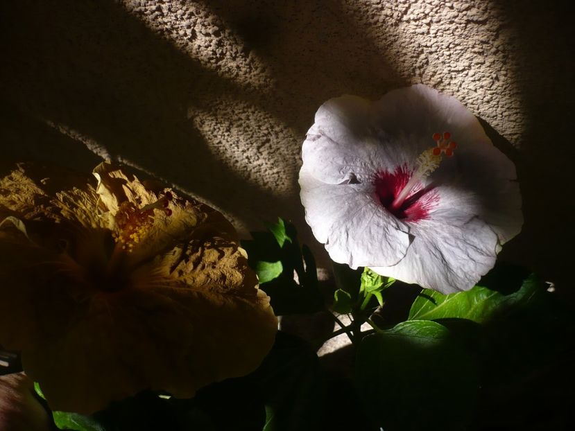 P1390375 - HIBISCUSI 2018-3