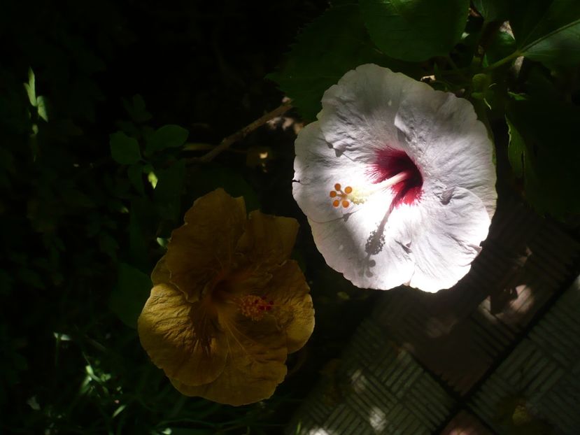 P1390376 - HIBISCUSI 2018-3