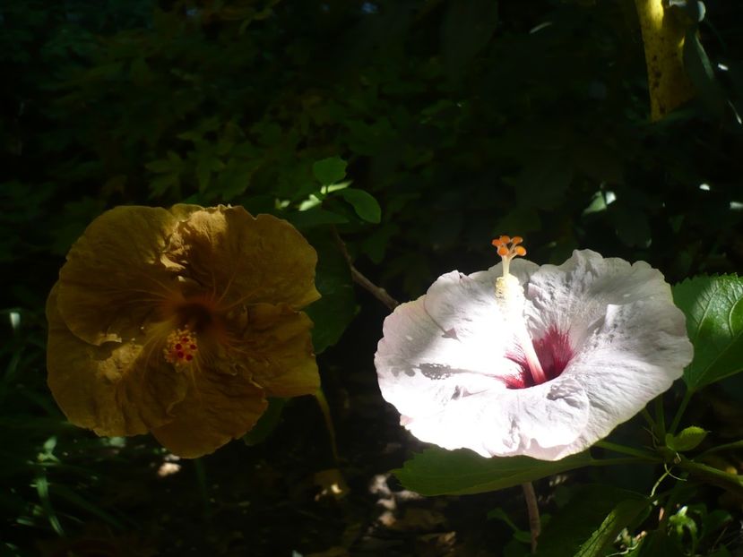 P1390377 - HIBISCUSI 2018-3