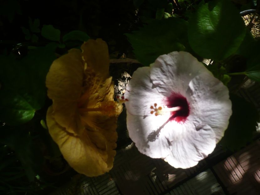 P1390378 - HIBISCUSI 2018-3