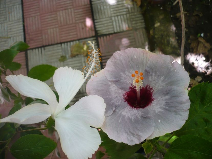 P1390380 - HIBISCUSI 2018-3